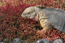 Iguanas - Galapagos 2010 -IMG 7439